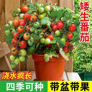 Four Seasons Dwarf Tomato Seedlings Fruit Potted Millennium Seeds Balcony Cherry Tomato Strawberry Seedlings
