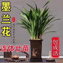 ���F��Ʒ����m�������Ԏ������l؛�Gֲ���҃��ļ����B��ī�m����