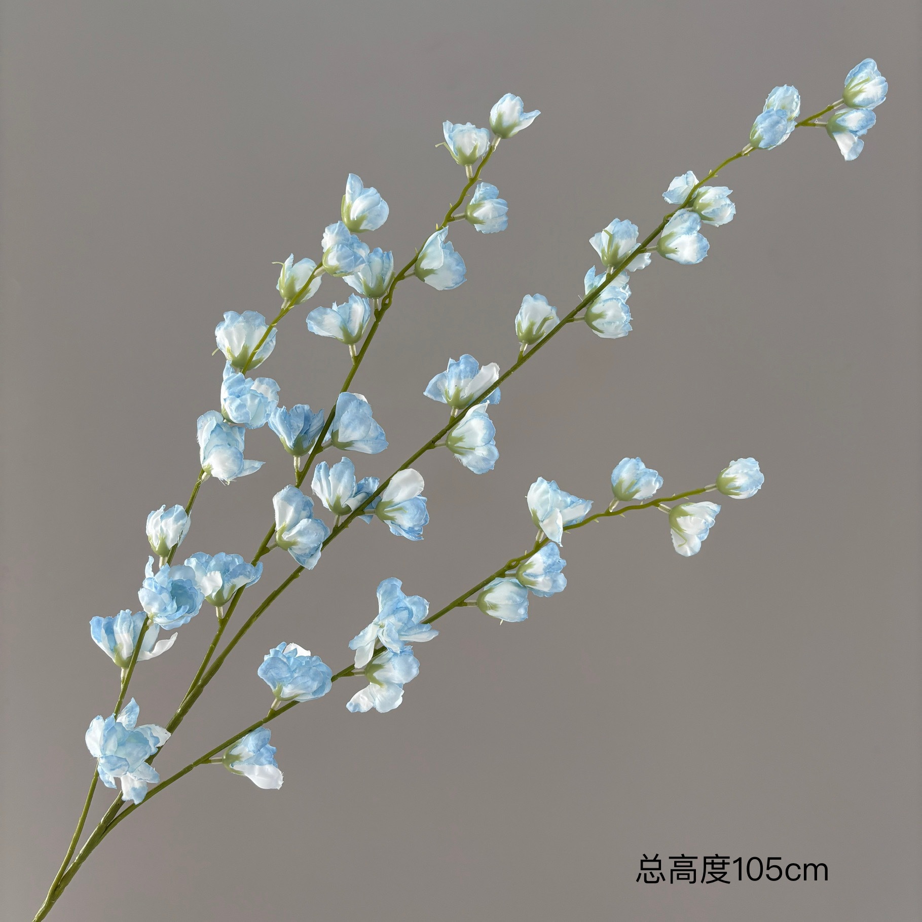 보라