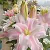Perfume, flowerpot four seasons, street plant lamp indoor