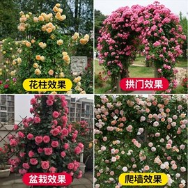 盆栽;月季蔷薇植物;乔木