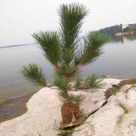 马尾松树苗 马尾松杯苗马尾松苗 马尾松小苗南北方种植黑松盆栽