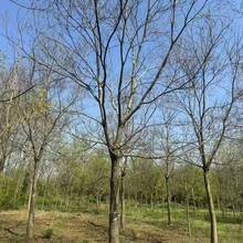 重庆贵州成都乌桕22公分乌桕23公分乌桕25公分乌桕28公分