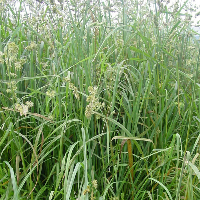 Плодовых деревьев Семена Травы фруктовый сад семена ряски семена кормовой травы Семена ряски семена