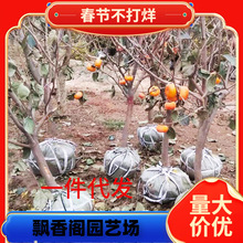 һ�����l���Ә䎧�����ش��ձ������������ͥԺ�����Ϙ��Ϸ�����