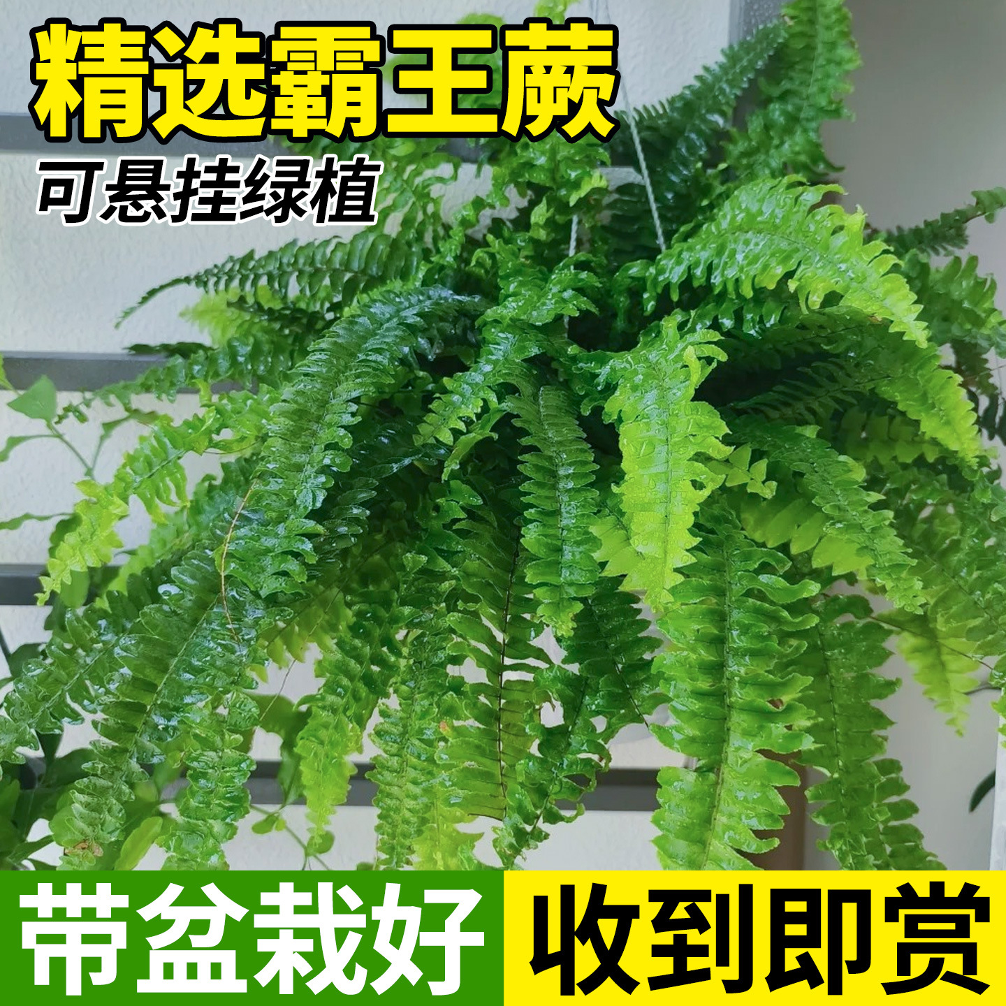 Boston Fern Potted Plant with Long Vines Hanging from the Ceiling, Suitable for Living Room Indoor Rainforest Greenery