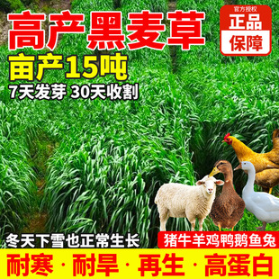 Perennial Cold-Resistant Pasture Seeds, Rye Grass Seeds, Winter Pasture 70 Times the Number of Chicken, Duck, Goose, Pig, Cattle, Sheep, Fish Grass Seeds