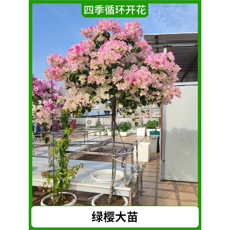 녹색 벚꽃 모종 [사계절 꽃이 핀다] (원래 화분에 꽃이 피는 기간 동안 배송됩니다)