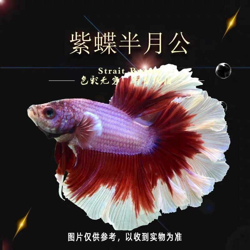 Таидоуй живые tropical ornamental fish Lion King Wedding fish Half Moon Male Fish Horsetail Night Market Stand Интернет-знаменитость оптом