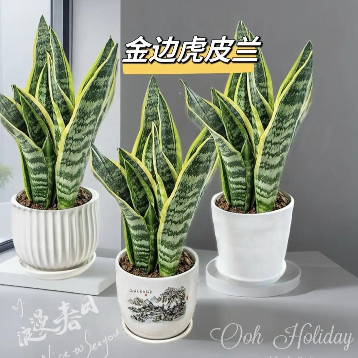 ��߅����Ƥ�m�·�����ȩֲ���ݗ���҃Ȼ��ܾGֲ���Ը߰���β�m