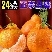 云南丑橘新鲜9斤当季水果整箱包邮耙耙橘子丑柑手剥不蜜桔子知火