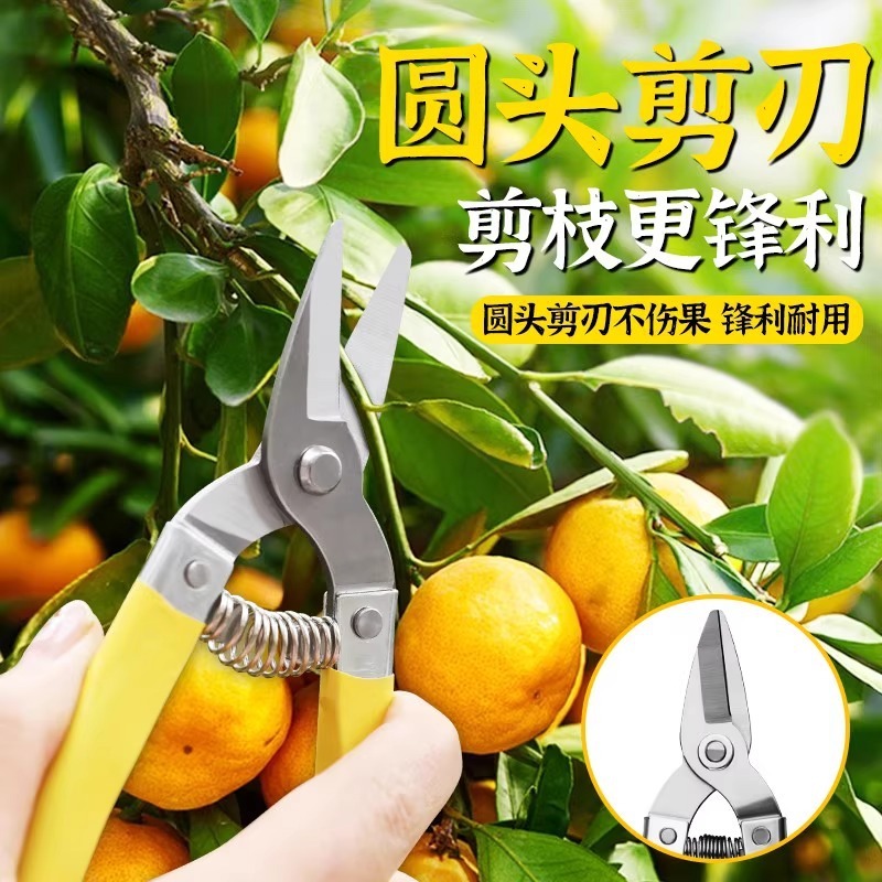 亚马逊园艺修枝剪刀园林修花盆栽摘果专用果园柑橘摘葡萄罗定果剪|undefined