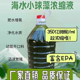 貝類保苗石斑魚孵化水產養殖高EPA液小球藻濃縮液擬微綠球藻
