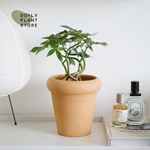 奇趣发财树 北欧风奇特造型植物 室内桌面好养盆栽