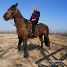 养殖场骑乘马蒙古马阿拉 伯马血马种马矮马中国宠物迷你马