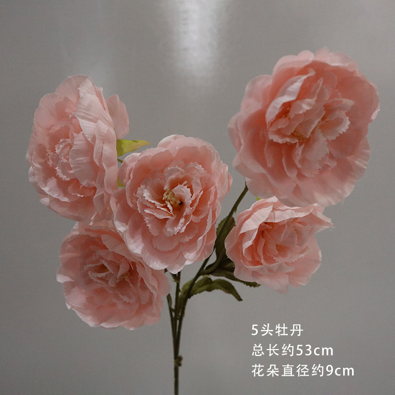 핑크색 5머리 모란