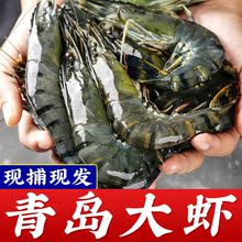 【爆賣】青島大蝦鮮活新鮮海鮮特大號凍蝦基圍蝦對蝦水產整箱批發
