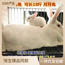 兔子 家兔活物大型可食用肉兔活體家養月月種兔可繁殖幼崽小兔苗