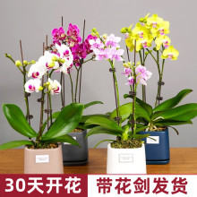 蝴蝶兰盆栽带花剑带花苞花苗兰花大苗客厅室内植物花卉四季好养活