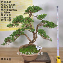 小品造型原生纪州真柏盆景盆栽四季常青松柏绿植一物一拍带盆包邮