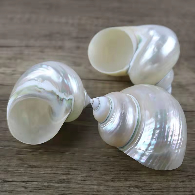 껍질을 벗긴 녹색 달팽이 9-10cm