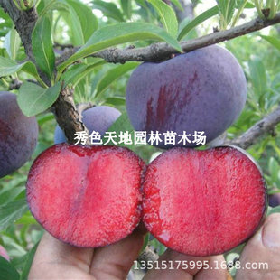 �����������Lζõ�����Ә�������t��޽��������ϱ����Nֲ������
