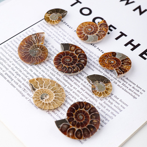 Natural conch fossil pendant necklace raw stone ore mineral specimen men's and women's jewelry ammonite slices
