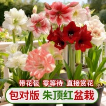 ��피t�N�����Ԏ��������ذ��M�ڴ��ļ��_��ֲ�ﰢ����õ�廨��