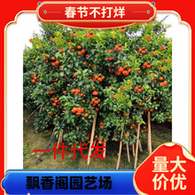 �V���޽�ɰ�ǽ��Ә����҃��������ӹ������ĕ�����ɳ�����ӎ���