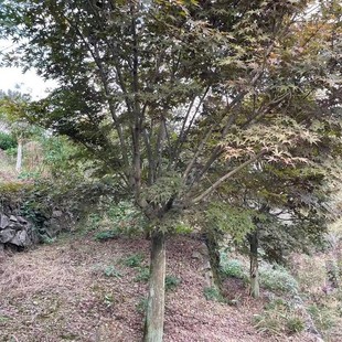 ���ش������l�t��D1-30������ë�����|����óɻ��ʸ�Ҏ��ȫ