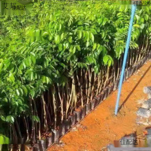 10�w�b��z�ľ����骳����M�ڳ��������̴���S̴С�~�E�