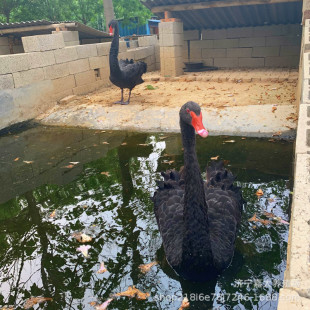 ���^�^�p�����Z�Bֳ��������Z���w�r���^�pˮ�ݳ������G�^������