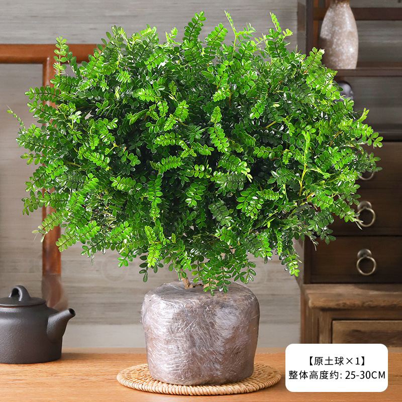 향목6년근모종(오리지널소일볼) + 영양액