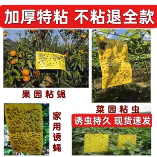 J8 Yellow and Blue Double-Sided Thrips Small Black Insect Trap Board for Orchard Home Use Sticky Insect Board for Greenhouse Vegetable Garden Courtyard Sticky G3
