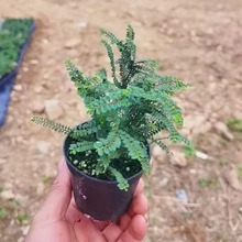 桌面盆栽盆景木本养护简单微小迷你品种芝麻榆树绿植小叶好养易活