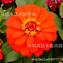 百日草种子批发 百日菊 步步高 火球花 对叶菊秋罗 基地直发新种