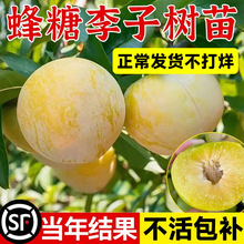 蜂糖李子树苗水果树果苗盆栽南北方种植冰糖红心三华李新品种贵州