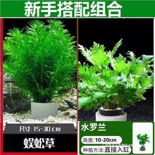 �_�mˮ��ֲ��������ˮ��ˮ��ˮ�G�Ց���ȫ�������~���쾰����