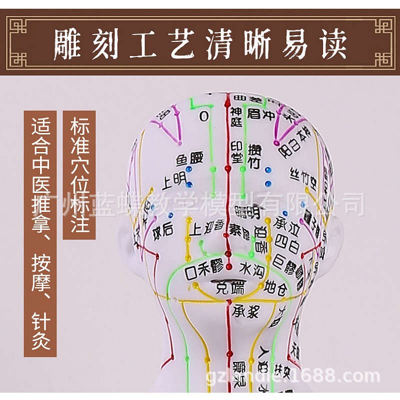 60CM��ɫ���Ѩλ����ģ�;���Ѩλģ��ͼȫ����ҽʮ������СƤ��