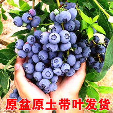 {ݮϷNֲԊW᠖l25{ݮ {÷玧