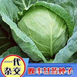 ���S���{�N�Ӱ��˷N�Ӵ����＾����A���ش���{�N�ӈA���ˈA�ײ�