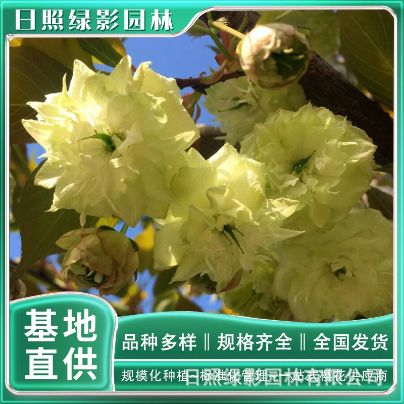 10 см Xumo Pu Xian Слон Цветок саженец рынок рыночный рынок с хорошим декоративным эффектом вишневого цвета база Прямые поставки