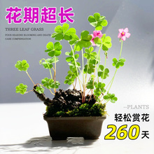 2P80���~���Ϙ����Ԏ��~�t�����{�ݷN����ļ��_�����\������΢��