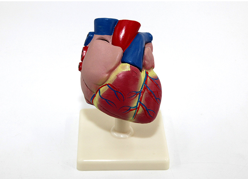 心脏解剖模型_21.jpg