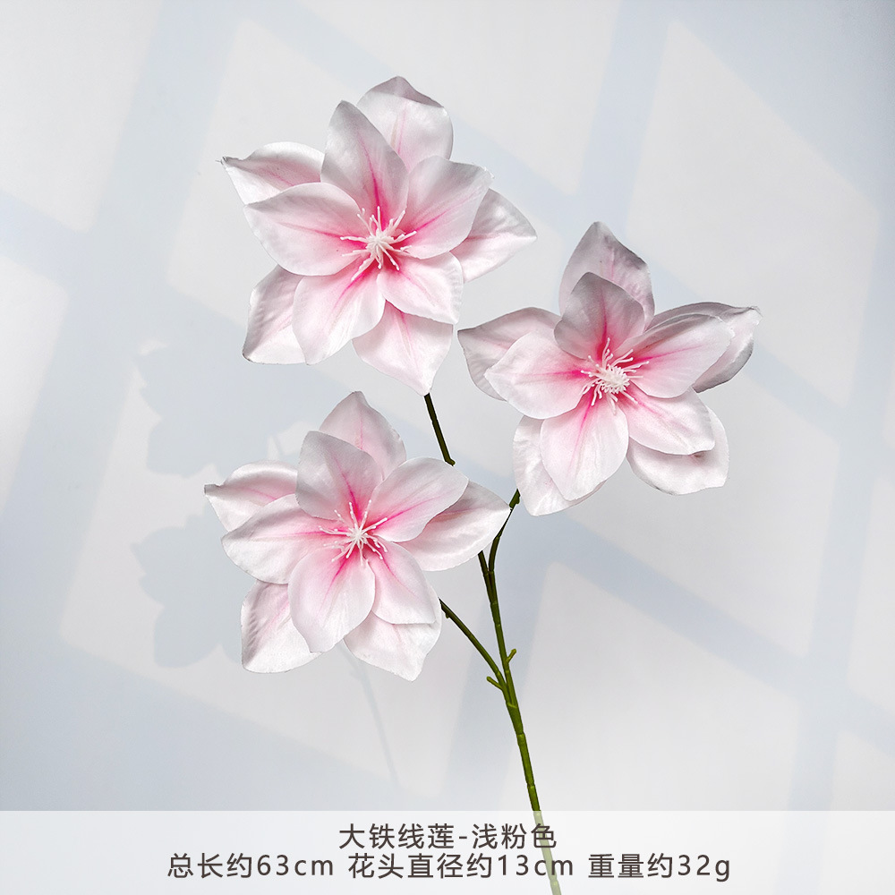 MJ-大铁线莲-浅粉