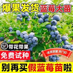 Blueberry Tree Fruit Seedling Blueberry Seedling Potted Planting Fruit Seedling with Big Fruit Planting Seedling Rabbit Eye Emerald Fruit Tree