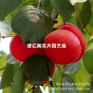 ͥԺ�Nֲ���Ә���޽��ش���޼t�����Ә����ͺ������Ϸ������Nֲ