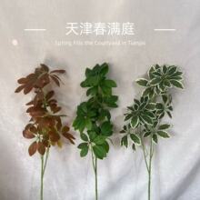 ����Gֲ����ľ�lؔ�~���^�����b������~����ľ�廨���ֲ�