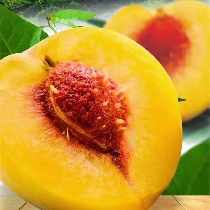 重庆黄桃苗 四川黄桃苗 贵州黄桃苗 云南黄桃苗 湖北炎陵黄桃苗