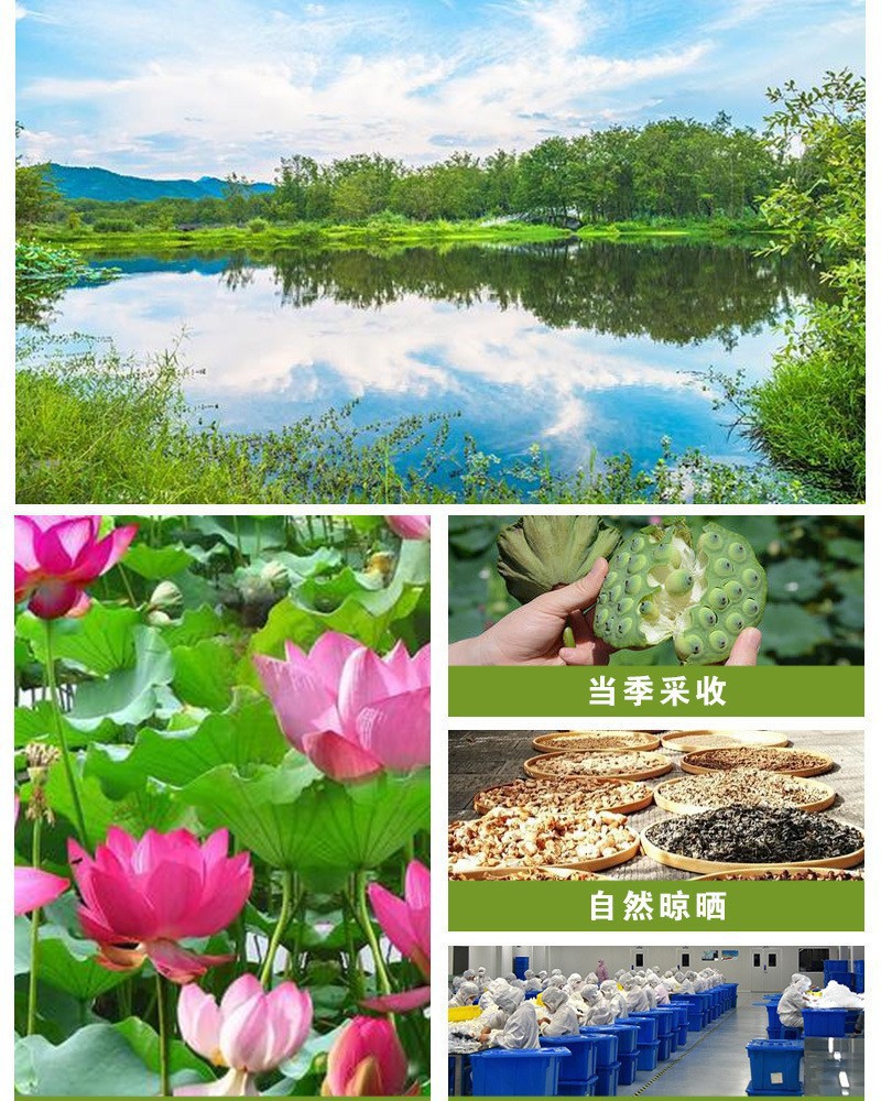 Lotus Plumule Tea Lian Zi Xin 60g Jar Hunan Dried Lotus Seed Core for Daily Herbal Infusion overview